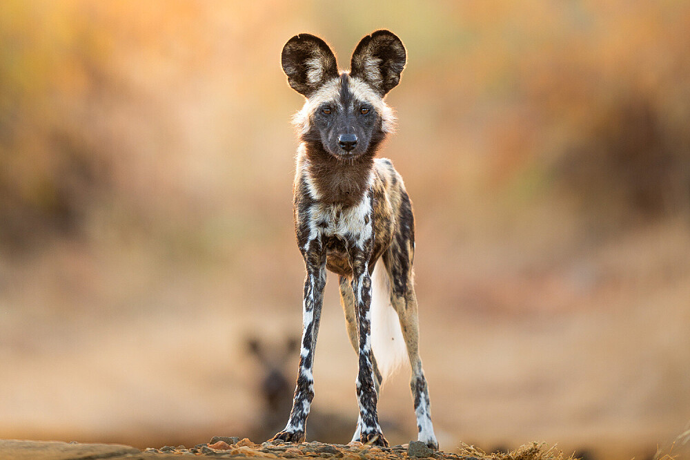 7 Day Soul Safari And Luxury Yoga Retreat In South Africa 33