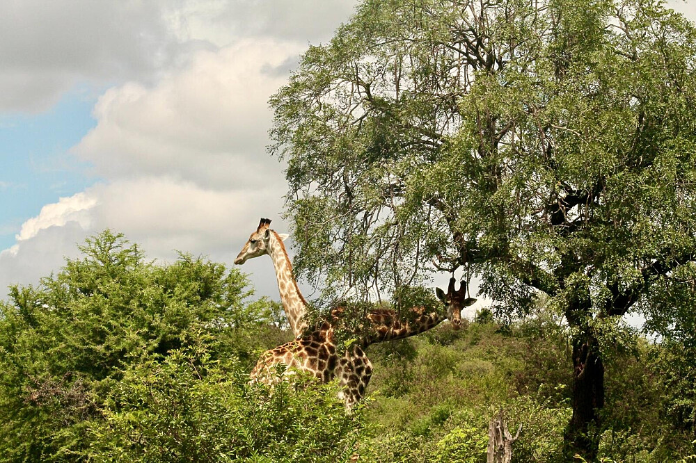 7 Day Soul Safari And Luxury Yoga Retreat In South Africa 6