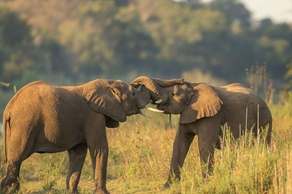 7 Day Soul Safari And Luxury Yoga Retreat In South Africa 3