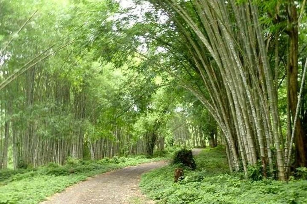 Retiro «Awaken Your Truth Live Experience» de 8 Dias na Costa Rica 24