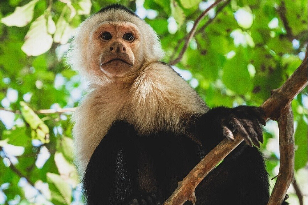 8 dagen retreat Bewust Leven & Jungle-ervaring 32