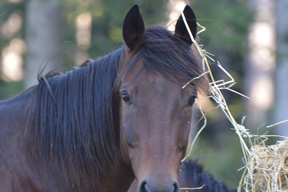 8 Day Horse Riding Week Retreat in Tuscany, Italy