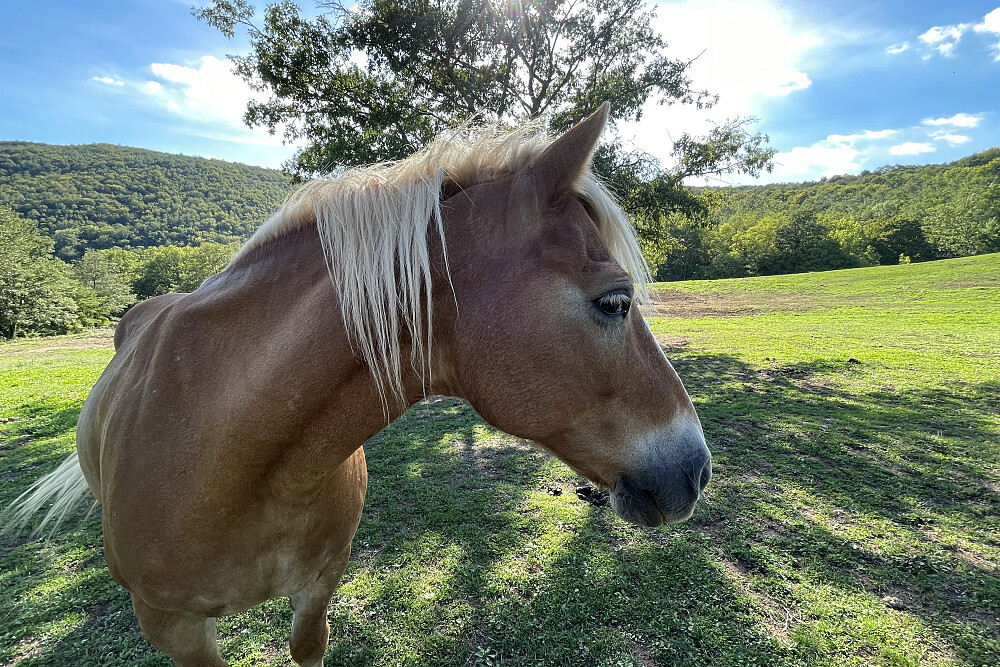 8 Day Horse Riding Week Retreat in Tuscany, Italy 3