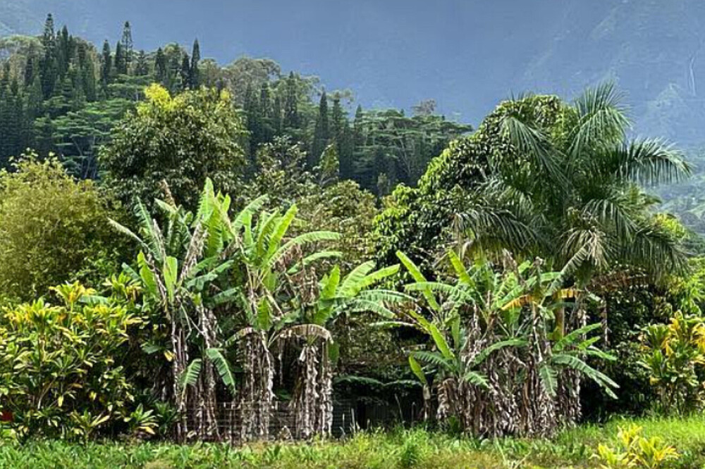 Retraite de méditation et d'aventure : 8 jours de yoga sur l'île de Kauai, à Hawaï 29