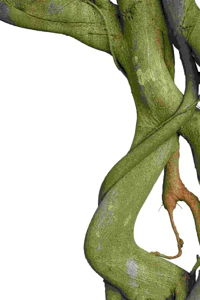 Retiro flexible de 5 días con medicina vegetal en el Algarve, Portugal