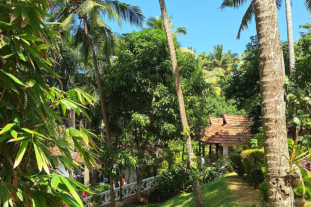 Retiro de Yoga e Ayurveda Rejuvenescedor de 7 Noites no Kerala, Índia 19