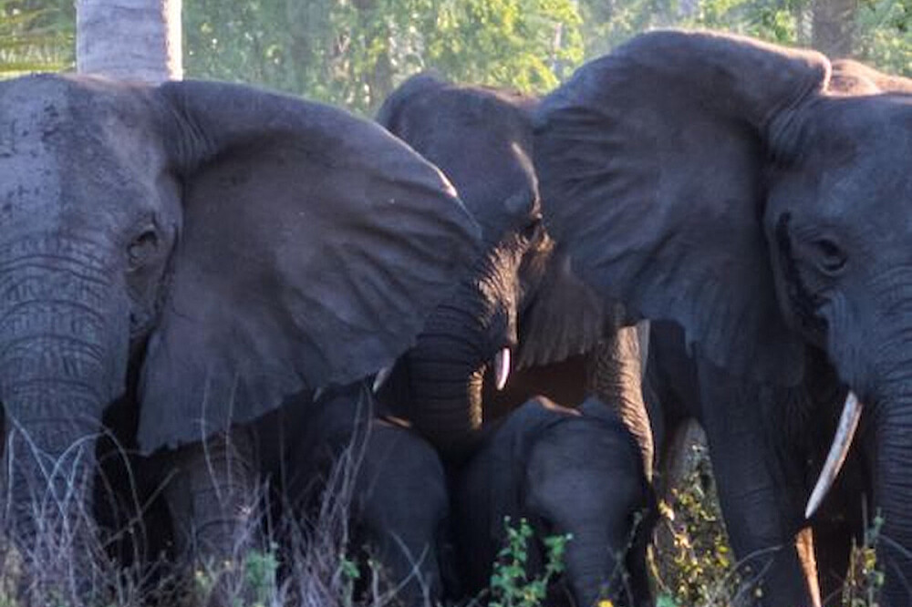 8 Day Women's Retreat Beach Safari & Wellness in Unique Africa 4