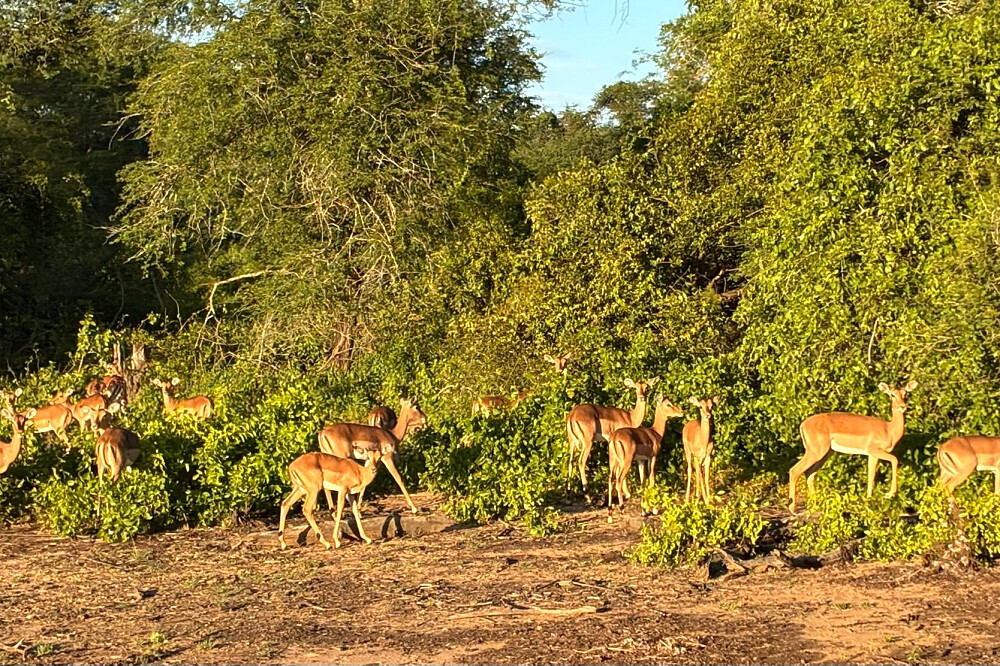 8 Day Women's Retreat Beach Safari & Wellness in Unique Africa 34