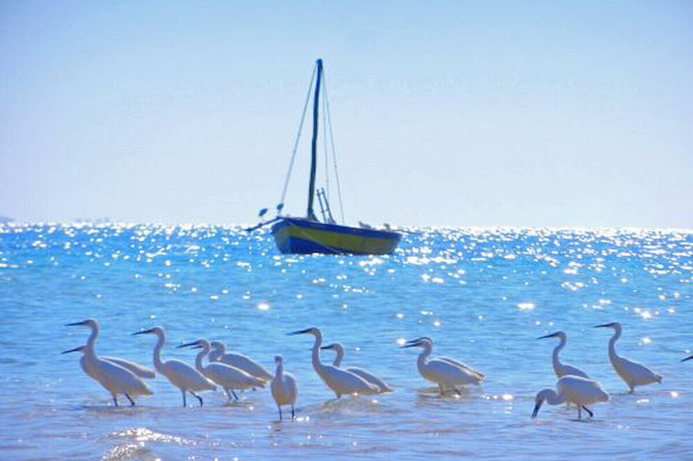 8 Day Women's Retreat Beach Safari & Wellness in Unique Africa 6