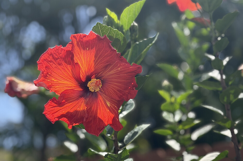 Retraite de yoga et de méditation pour femmes de 8 jours à Kauai, Hawaï, avec aventures 19