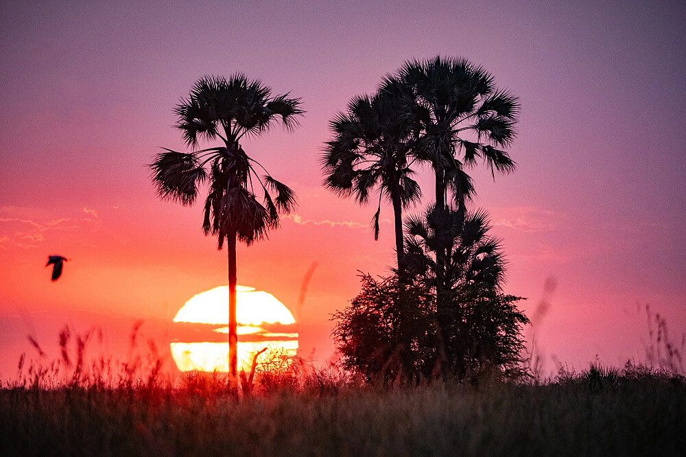 8 dagen yoga en safari: Keer terug naar de wildernis in Botswana, Afrika 7