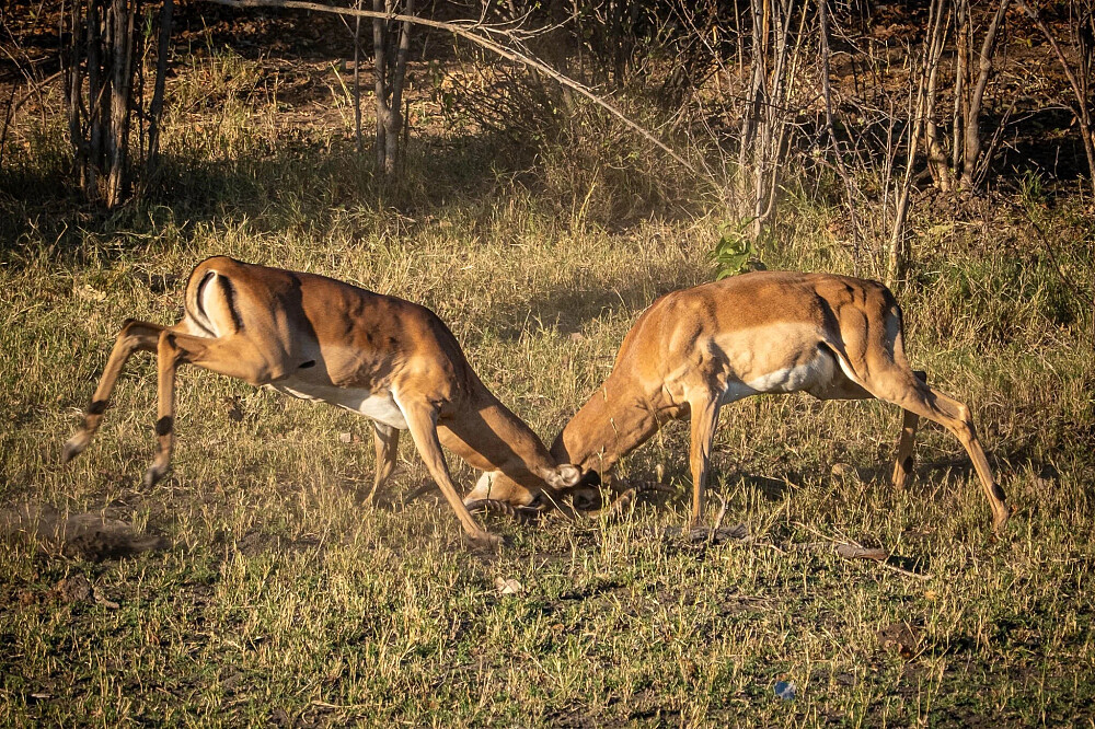 8 dagen yoga en safari: Keer terug naar de wildernis in Botswana, Afrika 15