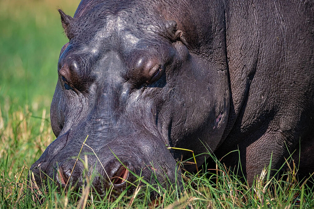 8 dagen yoga en safari: Keer terug naar de wildernis in Botswana, Afrika 10