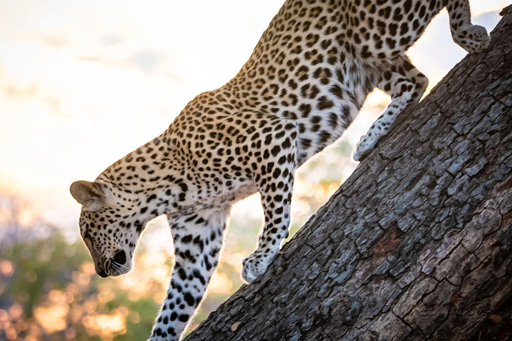 8 dagen yoga en safari: Keer terug naar de wildernis in Botswana, Afrika 13