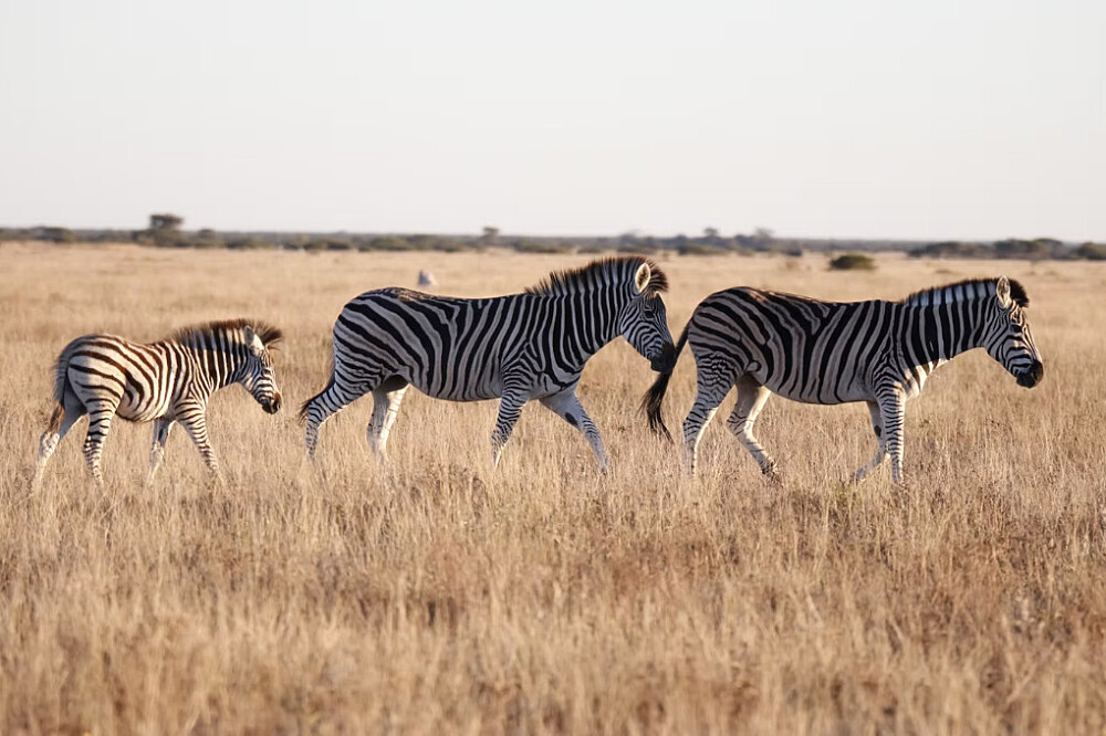 8 dagen yoga en safari: Keer terug naar de wildernis in Botswana, Afrika 44