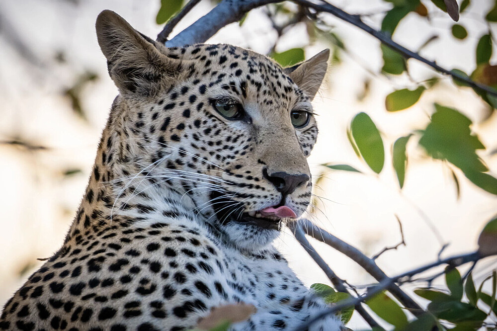 8 Day Yoga & Safari: Return To the Wild in Botswana, Africa 4