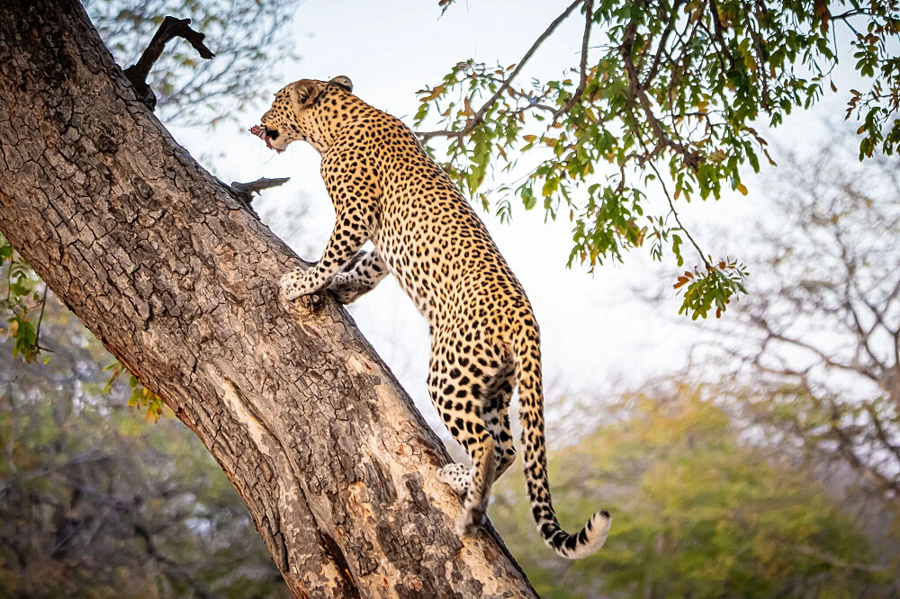 8 dagen yoga en safari: Keer terug naar de wildernis in Botswana, Afrika 12