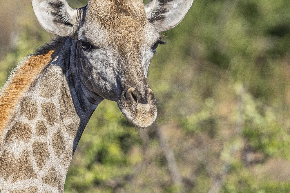 8 dagen yoga en safari: Keer terug naar de wildernis in Botswana, Afrika 26