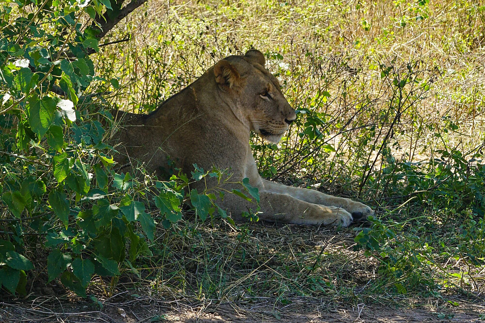 8 dagen yoga en safari: Keer terug naar de wildernis in Botswana, Afrika 40