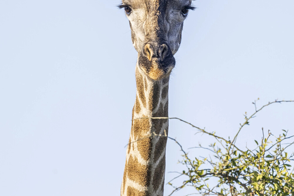 8 dagen yoga en safari: Keer terug naar de wildernis in Botswana, Afrika 27