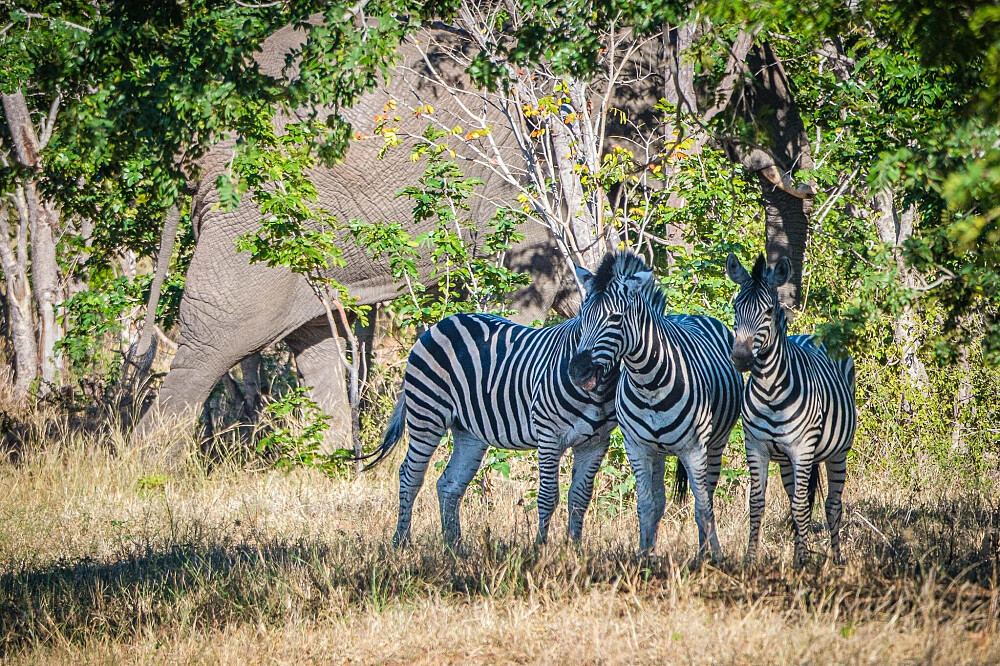 8 dagen yoga en safari: Keer terug naar de wildernis in Botswana, Afrika 16