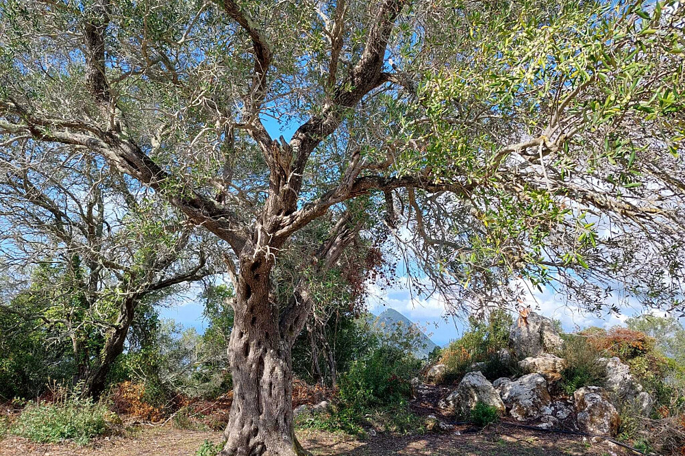 Retiro de yoga y autorreflexión de 8 días en la mágica Corfú, Grecia 43