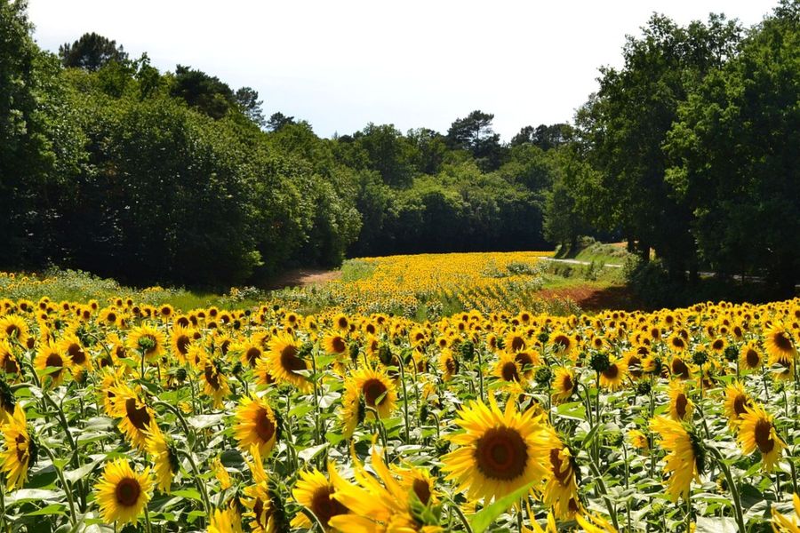 Camino de Santiago Hiking Retreat in southwest France 4